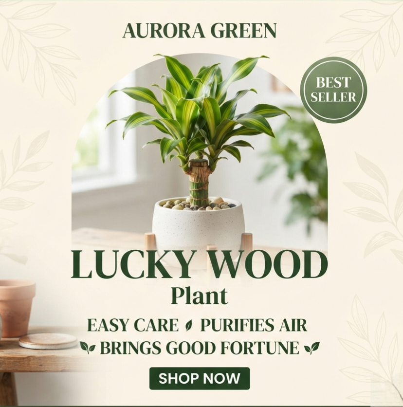 Original Brazilian Lucky Wood Plant - Live Indoor Air Purifying Plant for Home & Office