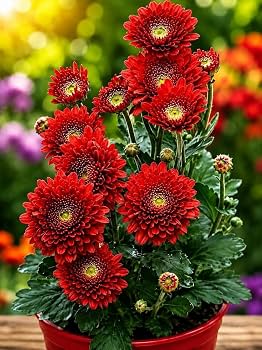 Chandramallika Flower Plant Live – Japanese Chrysanthemum Ornamental Garden Plant for Home, Balcony, Terrace & Outdoor Decoration | Pack of
