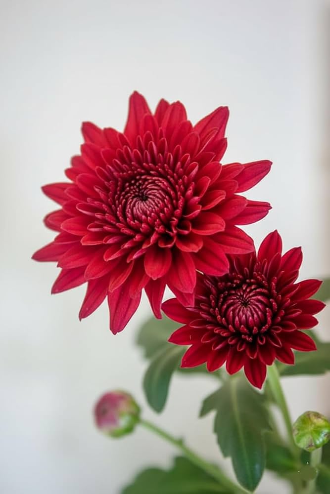 Chandramallika Flower Plant Live – Japanese Chrysanthemum Ornamental Garden Plant for Home, Balcony, Terrace & Outdoor Decoration | Pack of