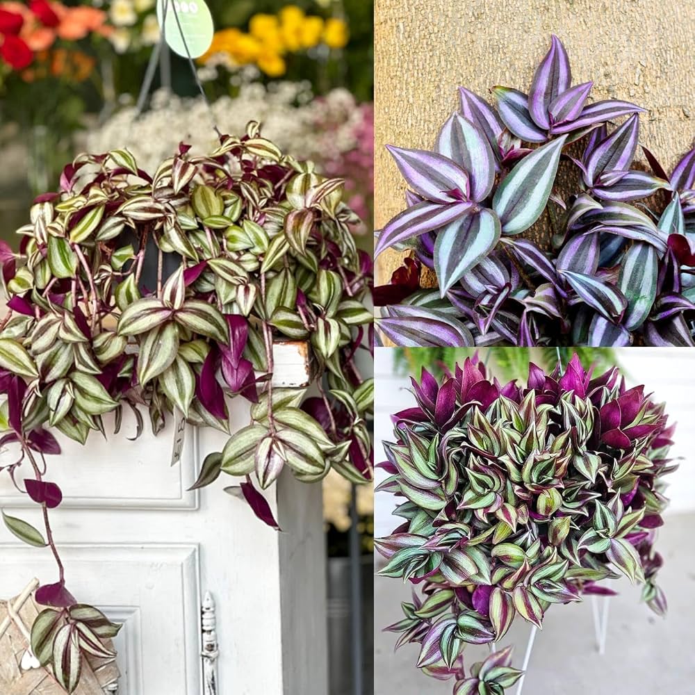 Wandering Jew Live Plant (Tradescantia Zebrina) – Healthy Trailing Indoor & Outdoor Ornamental Plant for Home, Balcony, Garden & Hanging Bas