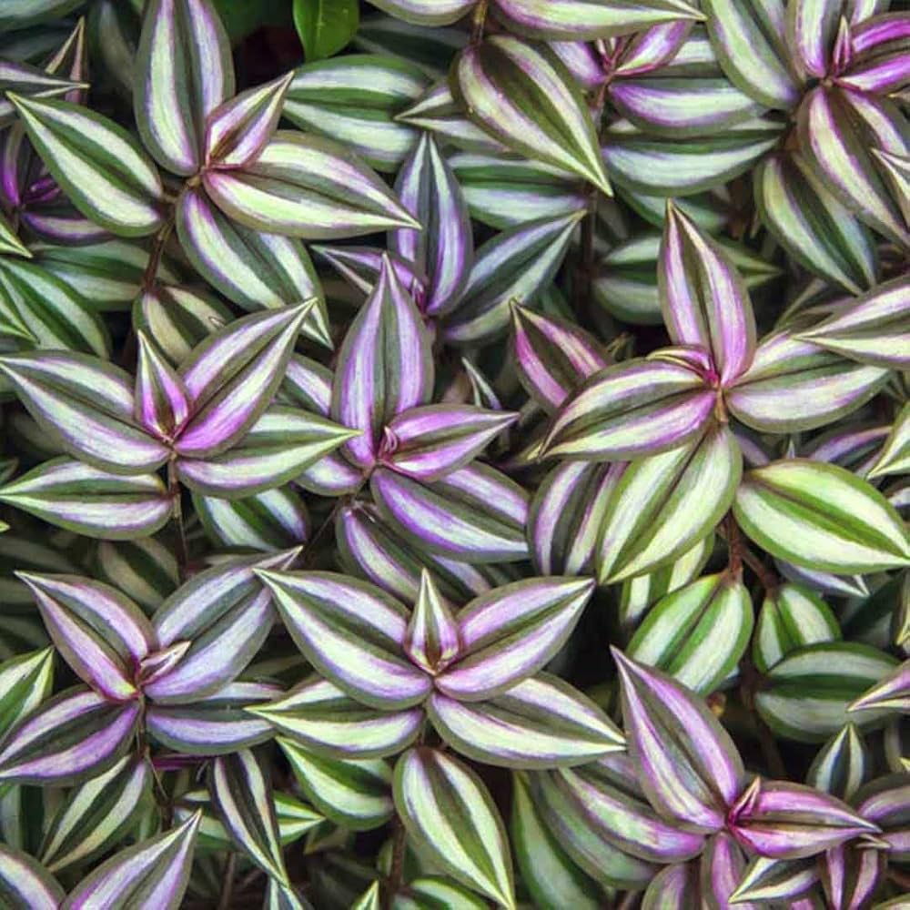 Wandering Jew Live Plant (Tradescantia Zebrina) – Healthy Trailing Indoor & Outdoor Ornamental Plant for Home, Balcony, Garden & Hanging Bas