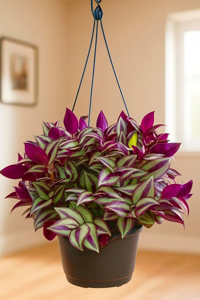 Wandering Jew Live Plant (Tradescantia Zebrina) – Healthy Trailing Indoor & Outdoor Ornamental Plant for Home, Balcony, Garden & Hanging Bas