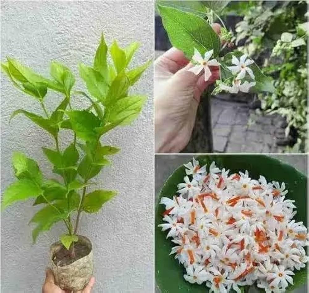 Suli Flower Plant Live – Fragrant Flowering Plant for Home Garden, Balcony, Terrace, Outdoor & Indoor Decoration – Easy to Grow Plant – Pack