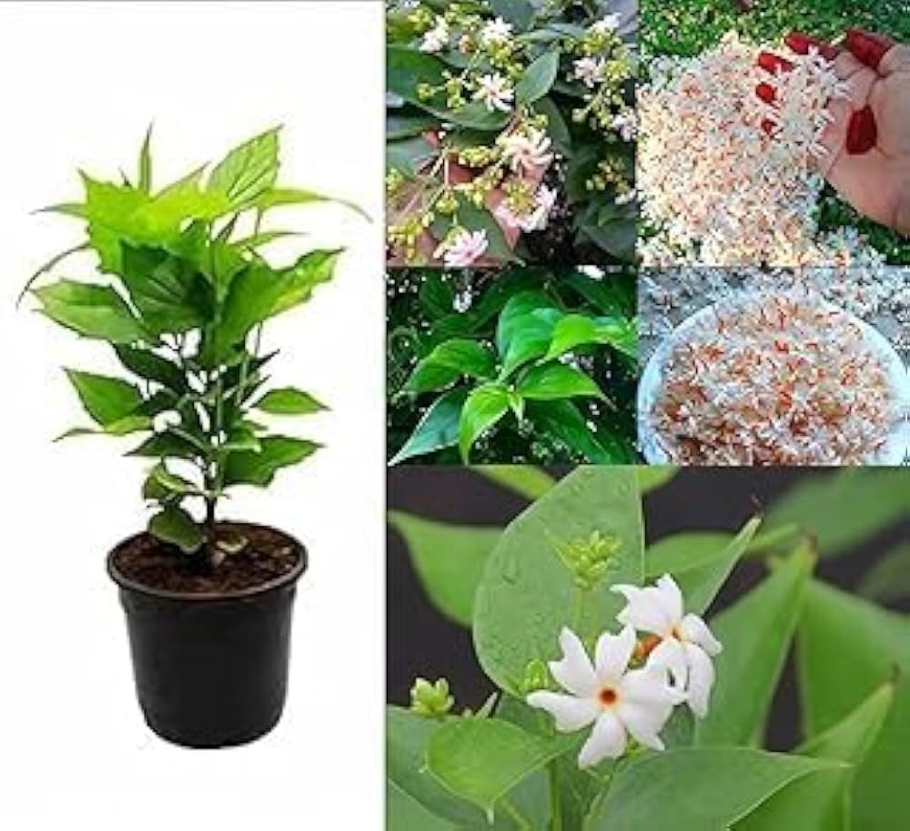 Suli Flower Plant Live – Fragrant Flowering Plant for Home Garden, Balcony, Terrace, Outdoor & Indoor Decoration – Easy to Grow Plant – Pack