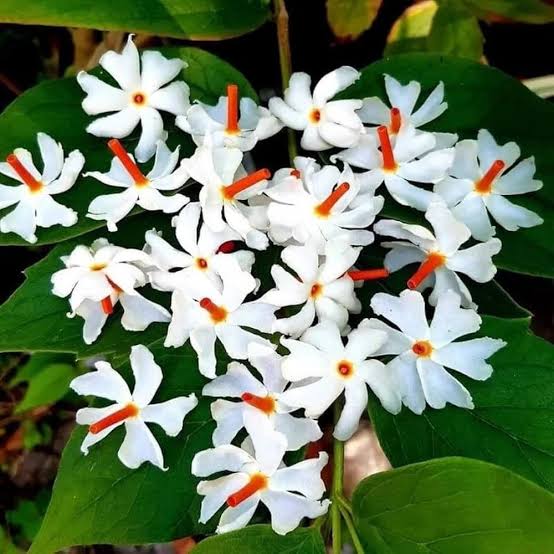Suli Flower Plant Live – Fragrant Flowering Plant for Home Garden, Balcony, Terrace, Outdoor & Indoor Decoration – Easy to Grow Plant – Pack