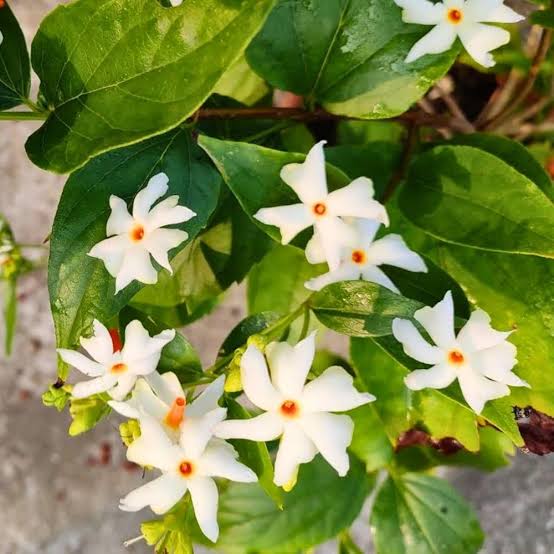 Suli Flower Plant Live – Fragrant Flowering Plant for Home Garden, Balcony, Terrace, Outdoor & Indoor Decoration – Easy to Grow Plant – Pack