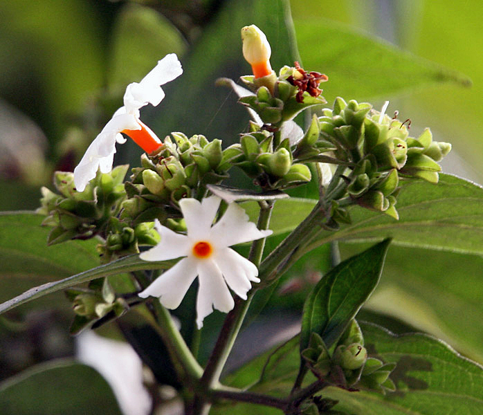 Suli Flower Plant Live – Fragrant Flowering Plant for Home Garden, Balcony, Terrace, Outdoor & Indoor Decoration – Easy to Grow Plant – Pack