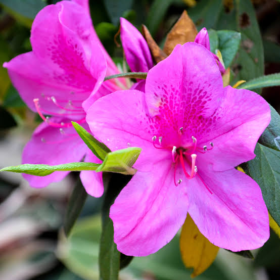 Pink Kanchan Flower Plant, Kanchan Phool, Bauhinia Purpurea Live Flowering Plant for Home Garden, Balcony & Outdoor Decoration β Pack of 1