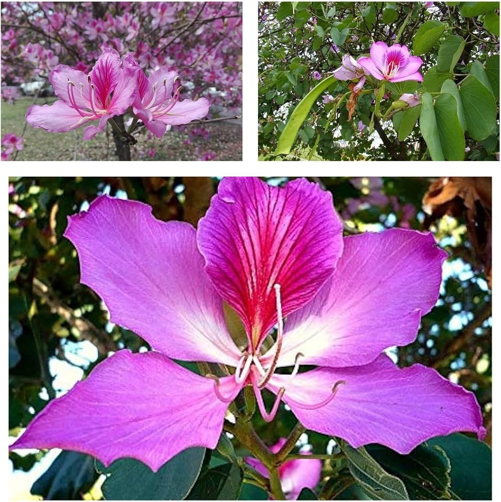 Pink Kanchan Flower Plant, Kanchan Phool, Bauhinia Purpurea Live Flowering Plant for Home Garden, Balcony & Outdoor Decoration β Pack of 1