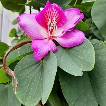 Pink Kanchan Flower Plant, Kanchan Phool, Bauhinia Purpurea Live Flowering Plant for Home Garden, Balcony & Outdoor Decoration β Pack of 1