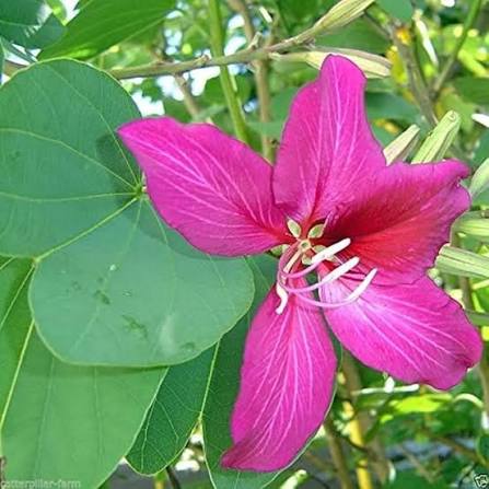 Pink Kanchan Flower Plant, Kanchan Phool, Bauhinia Purpurea Live Flowering Plant for Home Garden, Balcony & Outdoor Decoration β Pack of 1