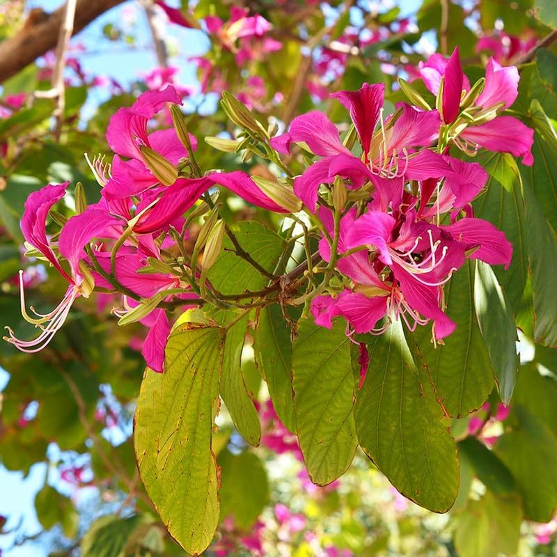Pink Kanchan Flower Plant, Kanchan Phool, Bauhinia Purpurea Live Flowering Plant for Home Garden, Balcony & Outdoor Decoration β Pack of 1