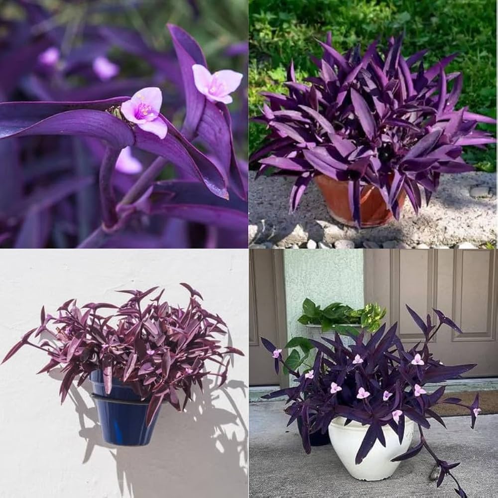 Purple Heart Live Plant (Tradescantia pallida) – Attractive Purple Foliage Ornamental Plant for Indoor & Outdoor Gardens | Easy Care Hanging