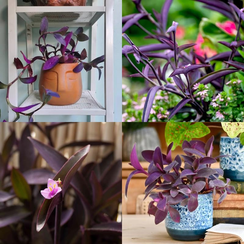Purple Heart Live Plant (Tradescantia pallida) – Attractive Purple Foliage Ornamental Plant for Indoor & Outdoor Gardens | Easy Care Hanging