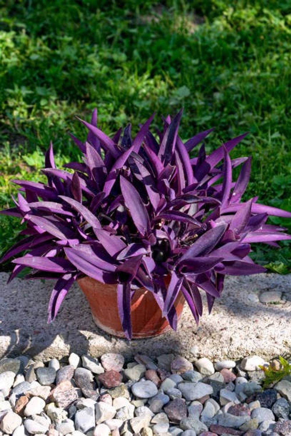 Purple Heart Live Plant (Tradescantia pallida) – Attractive Purple Foliage Ornamental Plant for Indoor & Outdoor Gardens | Easy Care Hanging