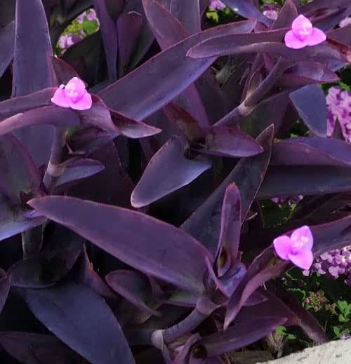 Purple Heart Live Plant (Tradescantia pallida) – Attractive Purple Foliage Ornamental Plant for Indoor & Outdoor Gardens | Easy Care Hanging