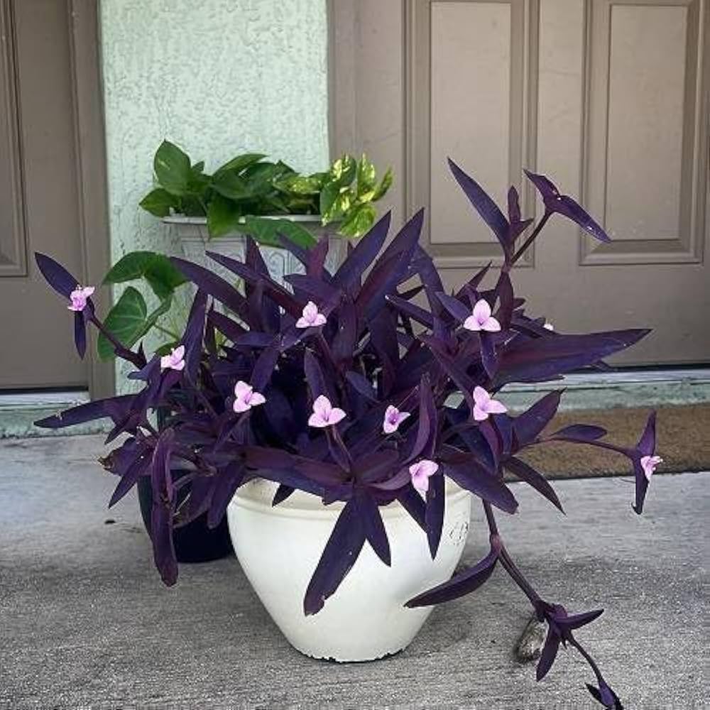 Purple Heart Live Plant (Tradescantia pallida) – Attractive Purple Foliage Ornamental Plant for Indoor & Outdoor Gardens | Easy Care Hanging