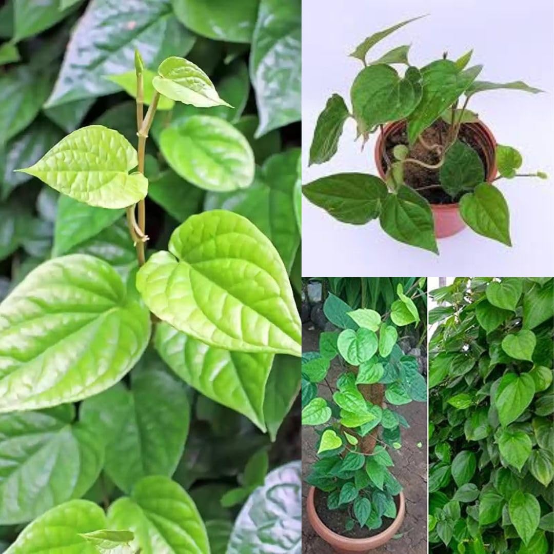 Betel Leaf Plant / Pan Pata Live Plant – Healthy Piper Betle Green Betel Leaf Vine for Home Garden, Balcony & Terrace | Easy to Grow Climbin