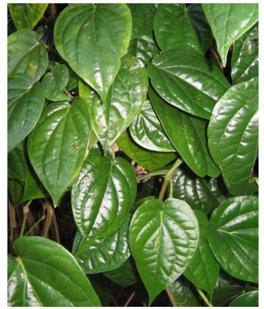 Betel Leaf Plant / Pan Pata Live Plant – Healthy Piper Betle Green Betel Leaf Vine for Home Garden, Balcony & Terrace | Easy to Grow Climbin