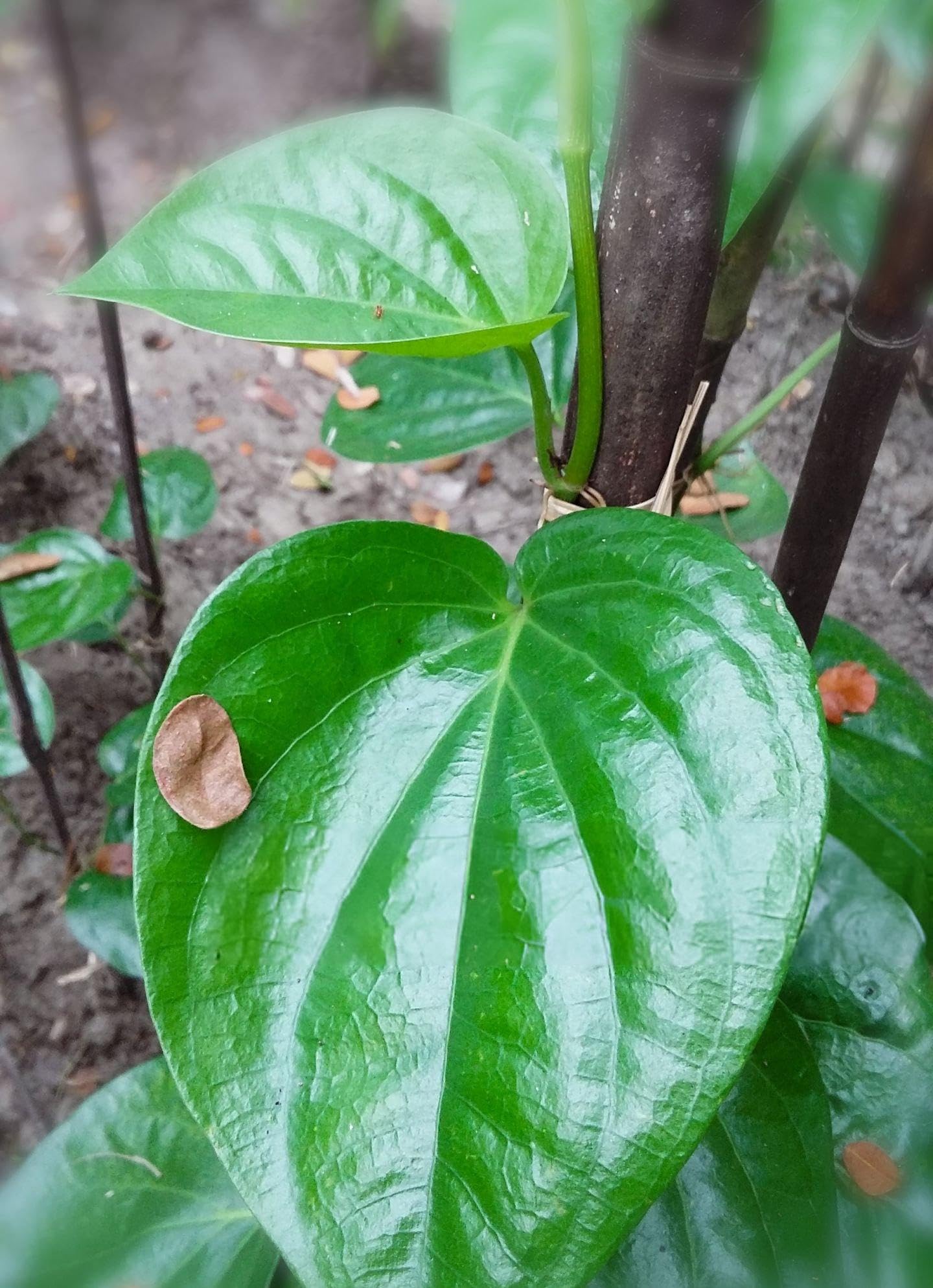 Betel Leaf Plant / Pan Pata Live Plant – Healthy Piper Betle Green Betel Leaf Vine for Home Garden, Balcony & Terrace | Easy to Grow Climbin
