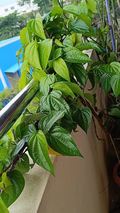 Betel Leaf Plant / Pan Pata Live Plant – Healthy Piper Betle Green Betel Leaf Vine for Home Garden, Balcony & Terrace | Easy to Grow Climbin