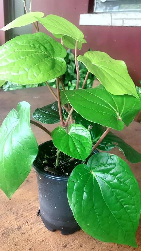 Betel Leaf Plant / Pan Pata Live Plant – Healthy Piper Betle Green Betel Leaf Vine for Home Garden, Balcony & Terrace | Easy to Grow Climbin