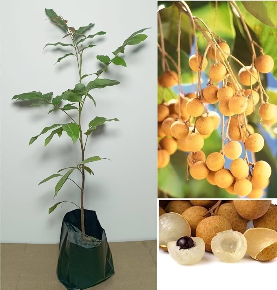 Longan / Asphol (Aanshphal) Live Plant – Dimocarpus longan, Dragon Eye Fruit Plant for Home Garden, Terrace & Outdoor Gardening – Healthy Li