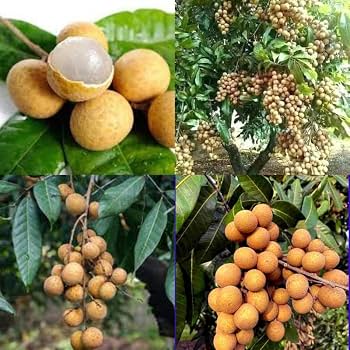 Longan / Asphol (Aanshphal) Live Plant – Dimocarpus longan, Dragon Eye Fruit Plant for Home Garden, Terrace & Outdoor Gardening – Healthy Li