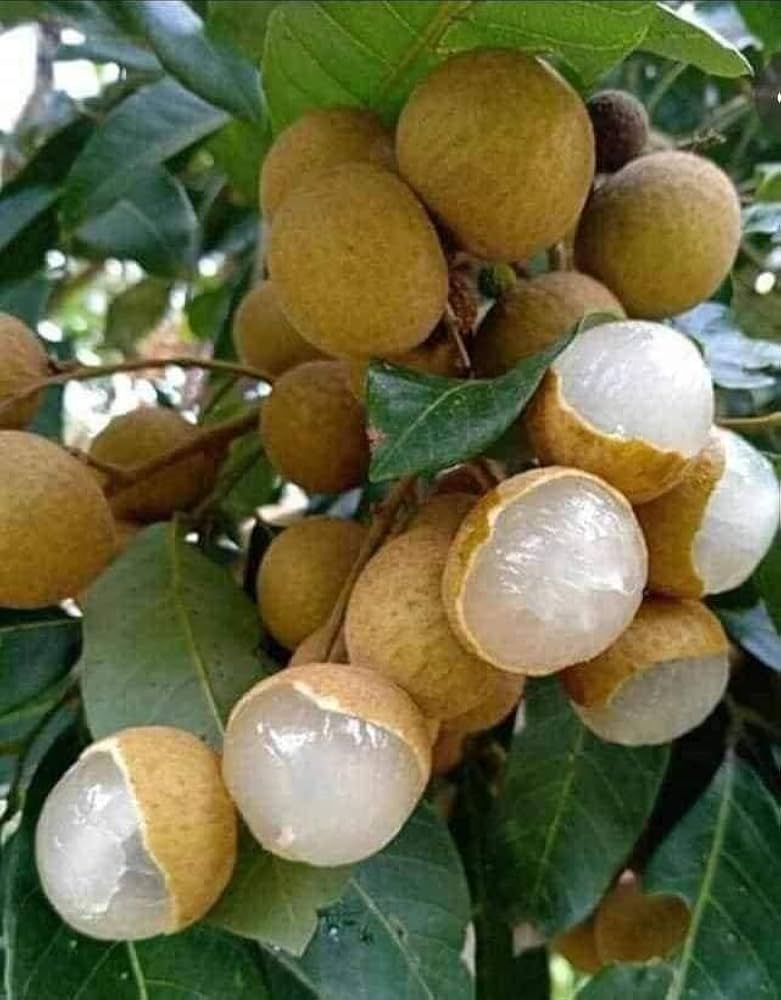 Longan / Asphol (Aanshphal) Live Plant – Dimocarpus longan, Dragon Eye Fruit Plant for Home Garden, Terrace & Outdoor Gardening – Healthy Li