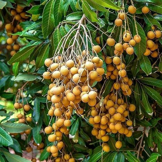Longan / Asphol (Aanshphal) Live Plant – Dimocarpus longan, Dragon Eye Fruit Plant for Home Garden, Terrace & Outdoor Gardening – Healthy Li