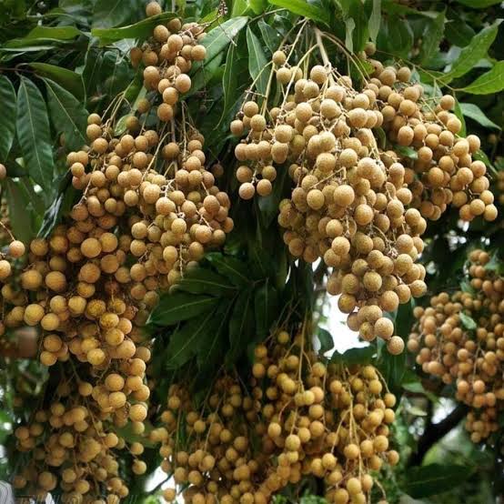 Longan / Asphol (Aanshphal) Live Plant – Dimocarpus longan, Dragon Eye Fruit Plant for Home Garden, Terrace & Outdoor Gardening – Healthy Li