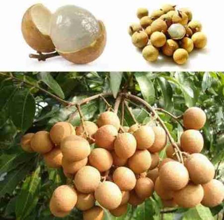 Longan / Asphol (Aanshphal) Live Plant – Dimocarpus longan, Dragon Eye Fruit Plant for Home Garden, Terrace & Outdoor Gardening – Healthy Li