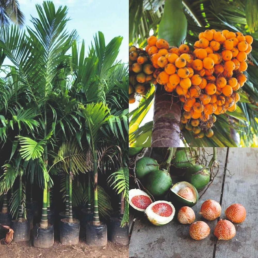 Assam Areca Nut Live Supari Tree Plant | Healthy Betel Nut / Supari Plant | Suitable for Pots, Grow Bags & Garden Soil | Tropical Outdoor Pl