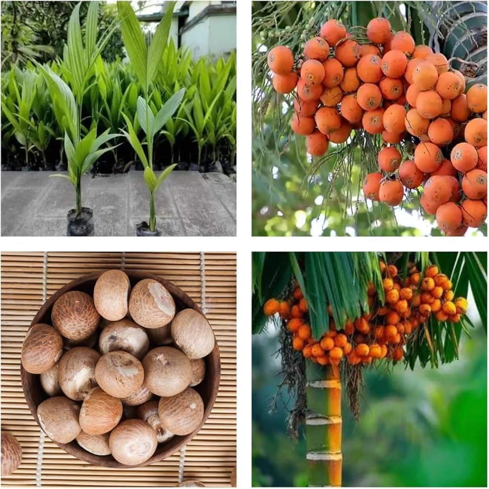 Assam Areca Nut Live Supari Tree Plant | Healthy Betel Nut / Supari Plant | Suitable for Pots, Grow Bags & Garden Soil | Tropical Outdoor Pl