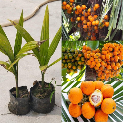 Assam Areca Nut Live Supari Tree Plant | Healthy Betel Nut / Supari Plant | Suitable for Pots, Grow Bags & Garden Soil | Tropical Outdoor Pl