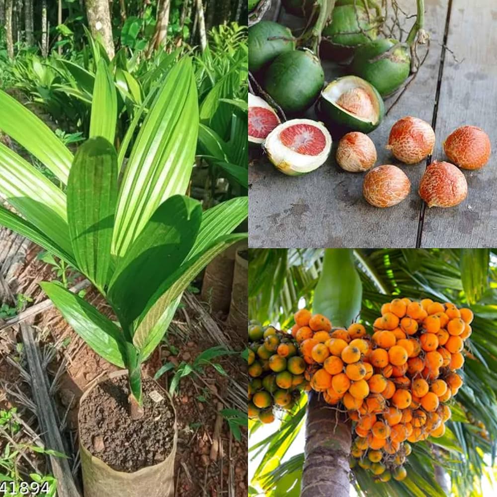 Assam Areca Nut Live Supari Tree Plant | Healthy Betel Nut / Supari Plant | Suitable for Pots, Grow Bags & Garden Soil | Tropical Outdoor Pl