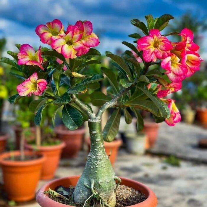 Live Adenium Plant (Desert Rose) β Beautiful Flowering Ornamental Plant for Home Garden, Balcony, Terrace & Outdoor Decoration β Easy Care P