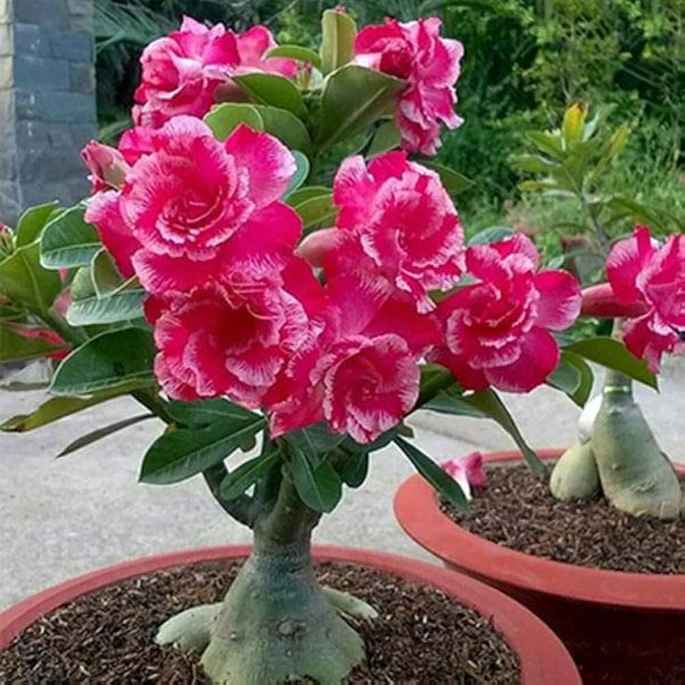 Live Adenium Plant (Desert Rose) β Beautiful Flowering Ornamental Plant for Home Garden, Balcony, Terrace & Outdoor Decoration β Easy Care P