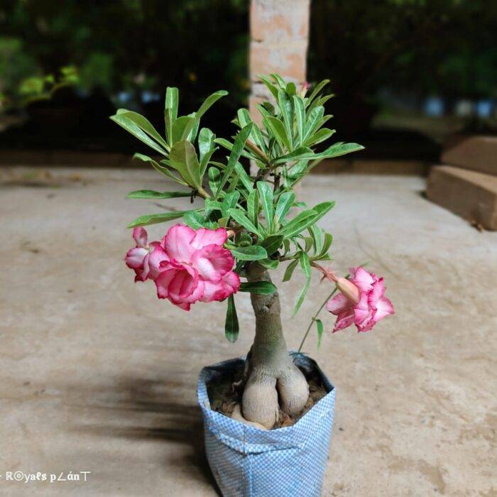 Live Adenium Plant (Desert Rose) β Beautiful Flowering Ornamental Plant for Home Garden, Balcony, Terrace & Outdoor Decoration β Easy Care P