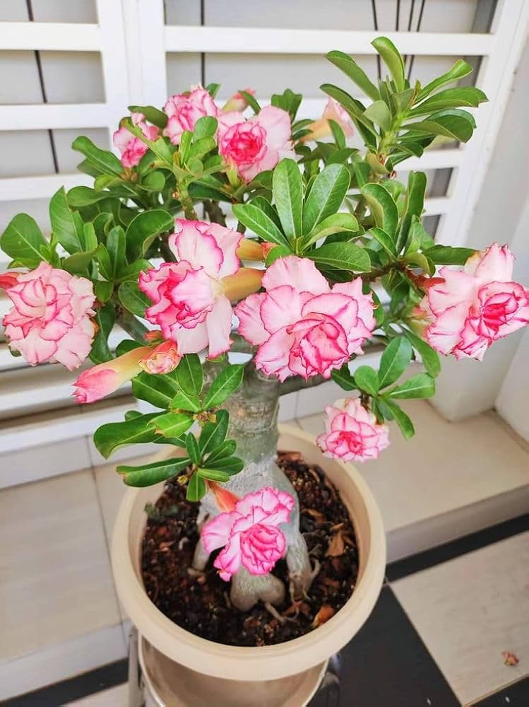 Live Adenium Plant (Desert Rose) β Beautiful Flowering Ornamental Plant for Home Garden, Balcony, Terrace & Outdoor Decoration β Easy Care P