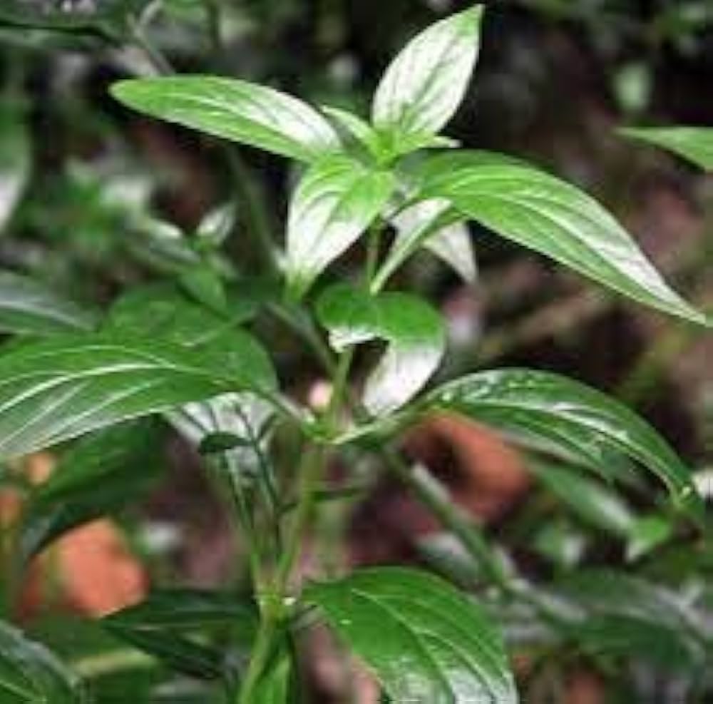 Kalmegh Live Plant – Andrographis Paniculata Green Medicinal Herb Plant with Pot | Kalmegh, Green Chiretta, King of Bitters Plant for Home G