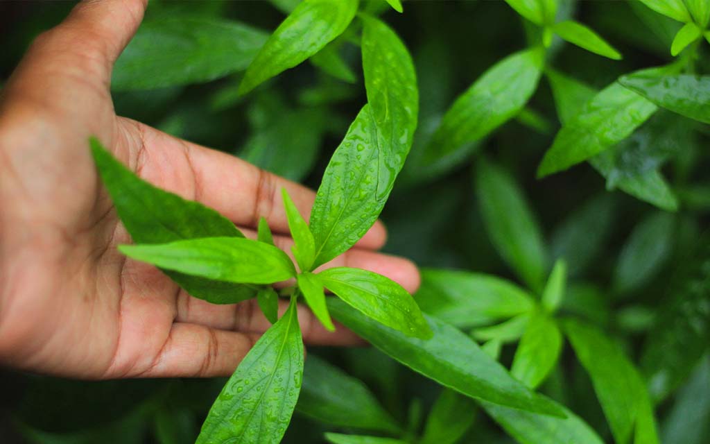 Kalmegh Live Plant – Andrographis Paniculata Green Medicinal Herb Plant with Pot | Kalmegh, Green Chiretta, King of Bitters Plant for Home G
