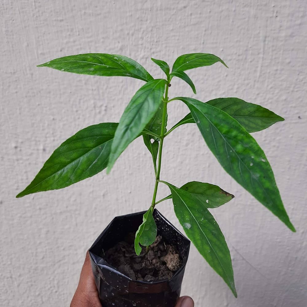 Kalmegh Live Plant – Andrographis Paniculata Green Medicinal Herb Plant with Pot | Kalmegh, Green Chiretta, King of Bitters Plant for Home G