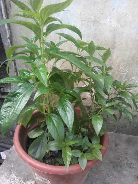 Kalmegh Live Plant – Andrographis Paniculata Green Medicinal Herb Plant with Pot | Kalmegh, Green Chiretta, King of Bitters Plant for Home G