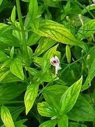 Kalmegh Live Plant – Andrographis Paniculata Green Medicinal Herb Plant with Pot | Kalmegh, Green Chiretta, King of Bitters Plant for Home G