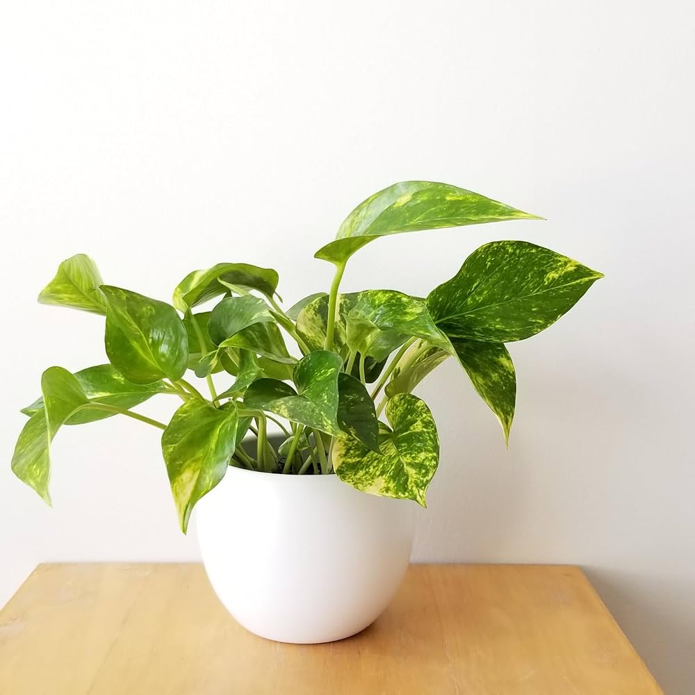 Money Plant Live Variegated Plant for Indoor Decoration – Attractive Green & White Foliage Plant for Home, Office, Balcony & Garden – Easy C