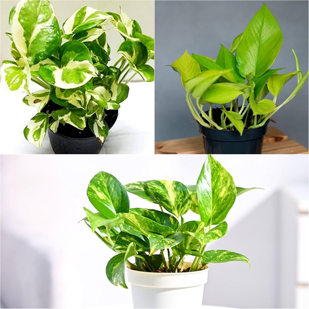 Money Plant Live Variegated Plant for Indoor Decoration – Attractive Green & White Foliage Plant for Home, Office, Balcony & Garden – Easy C