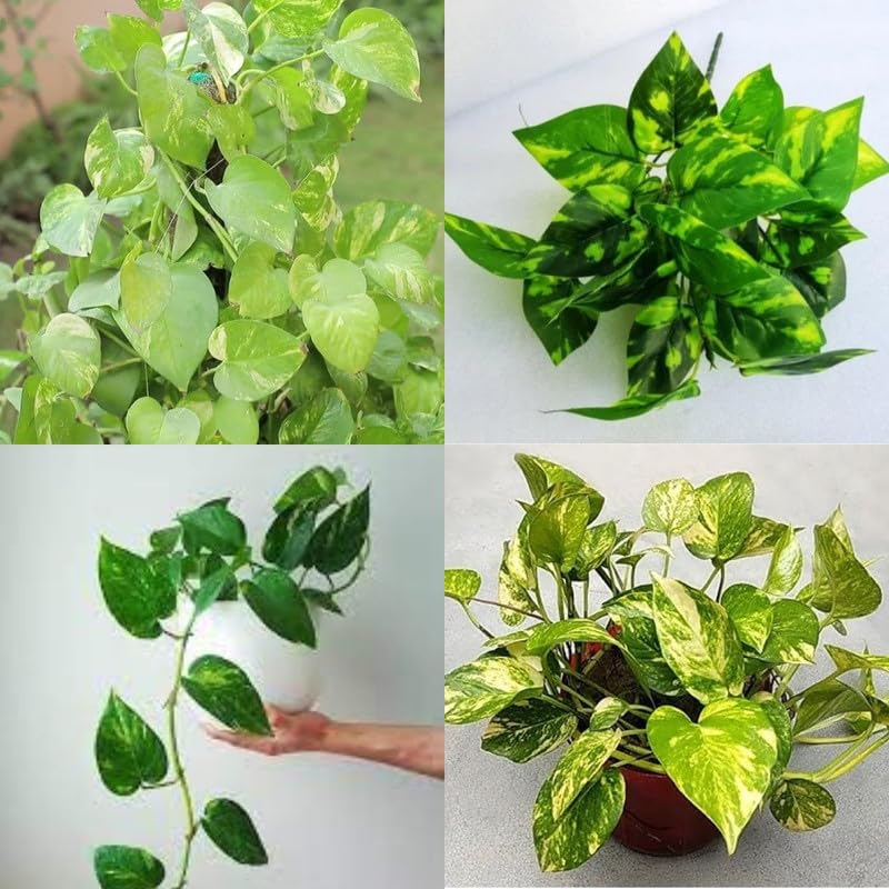 Money Plant Live Variegated Plant for Indoor Decoration – Attractive Green & White Foliage Plant for Home, Office, Balcony & Garden – Easy C