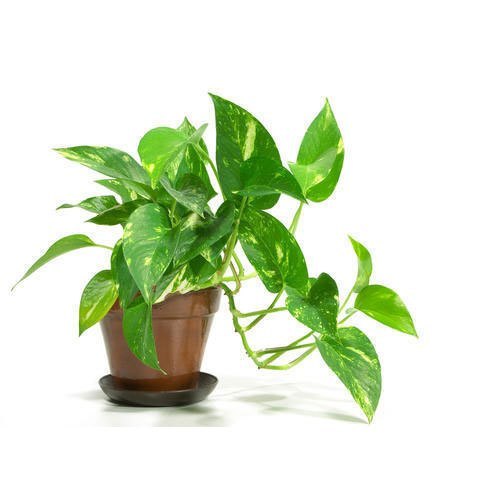 Money Plant Live Variegated Plant for Indoor Decoration – Attractive Green & White Foliage Plant for Home, Office, Balcony & Garden – Easy C