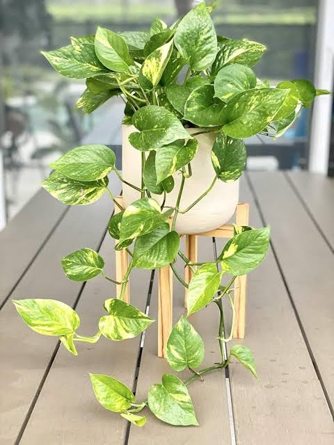 Money Plant Live Variegated Plant for Indoor Decoration – Attractive Green & White Foliage Plant for Home, Office, Balcony & Garden – Easy C